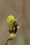 Image of Blue-Black Spider Wasps