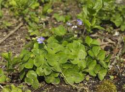 Image of hepatica