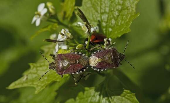 Image of <i>Dolycoris baccarum</i>