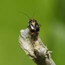 Image de Liocoris tripustulatus (Fabricius 1781)