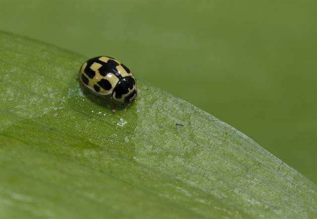 Слика од <i>Propylea quatuordecimpunctata</i>