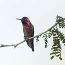 Image of Costa's Hummingbird