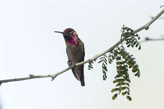 Image of Calypte Gould 1856