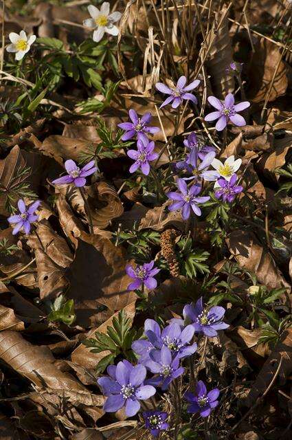 Image of hepatica