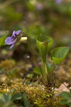Слика од Viola mirabilis L.