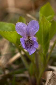 Image of wonder violet