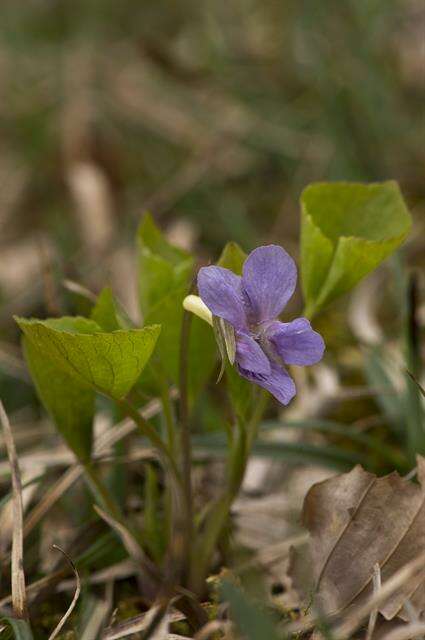 Image of wonder violet