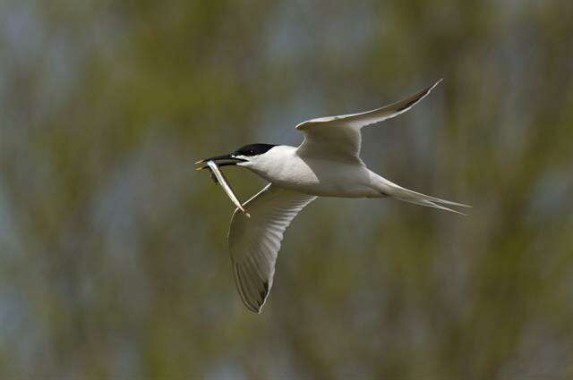 Image of Sandwich tern