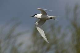 Image of Sandwich tern