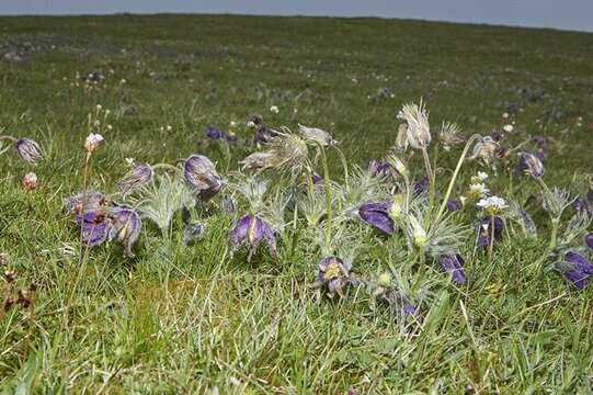 Imagem de Pulsatilla