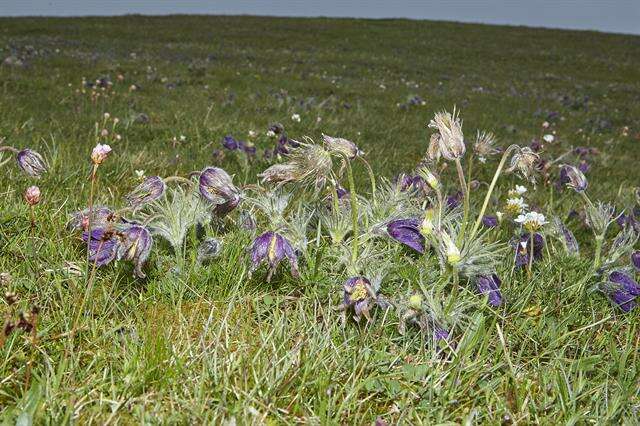 Image of pasqueflower