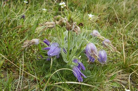 Image of pasqueflower