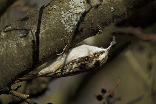 Image of treecreepers