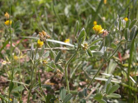 Слика од Medicago