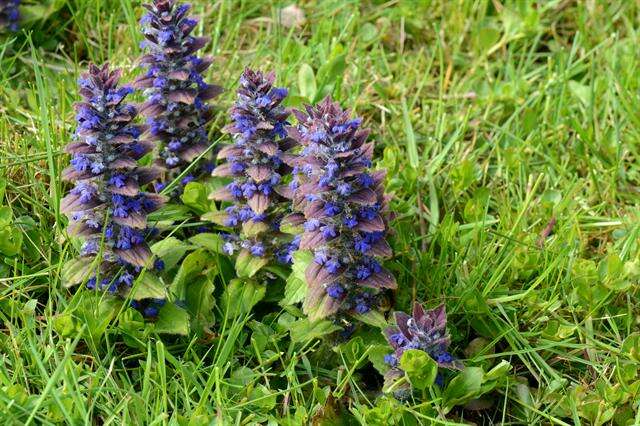 Image of Bugleweed