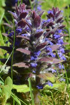 Image of Bugleweed