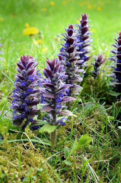 Image of Bugleweed