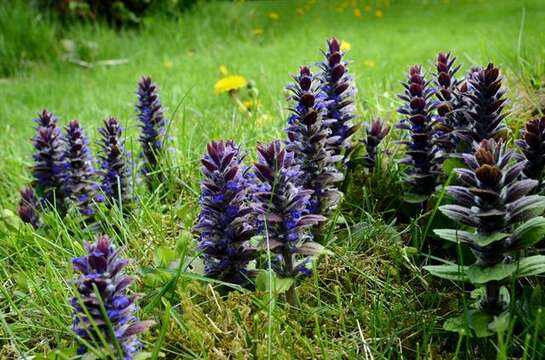 Image of Bugleweed