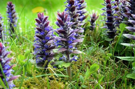 Image of Bugleweed