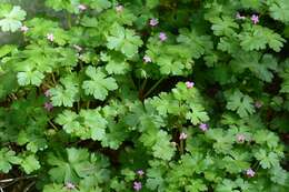 Image of shining geranium