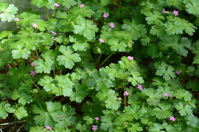 Imagem de Geranium lucidum L.