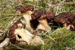 Image of Gyromitra