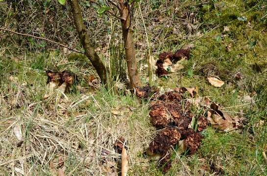 Image of Gyromitra