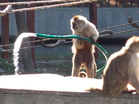 Image of Brown weeper capuchin