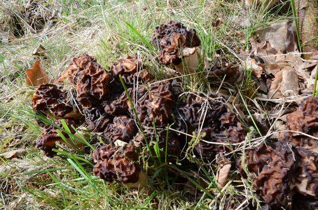 Image of Gyromitra