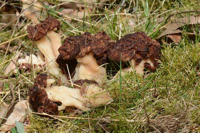 Image of Gyromitra