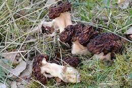 Image of Gyromitra