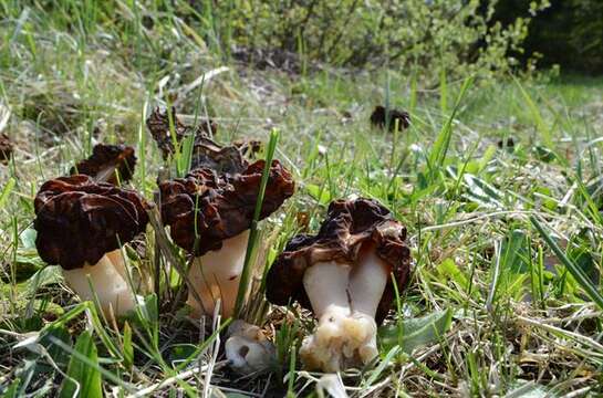 Image of Gyromitra