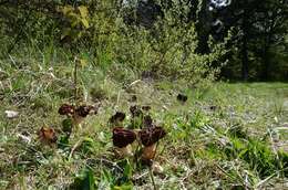 Image of Gyromitra