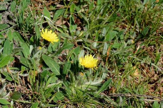 Image of Pilosella officinarum Vaill.