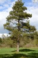 Image of pines
