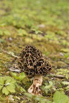 Plancia ëd Morchellaceae