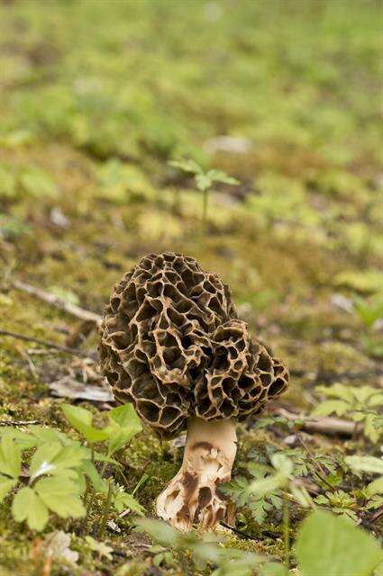 Plancia ëd Morchellaceae