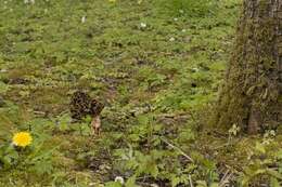 Plancia ëd Morchellaceae