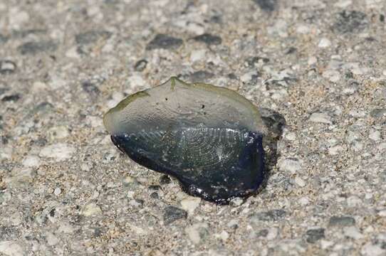 Image of Velella Lamarck 1801