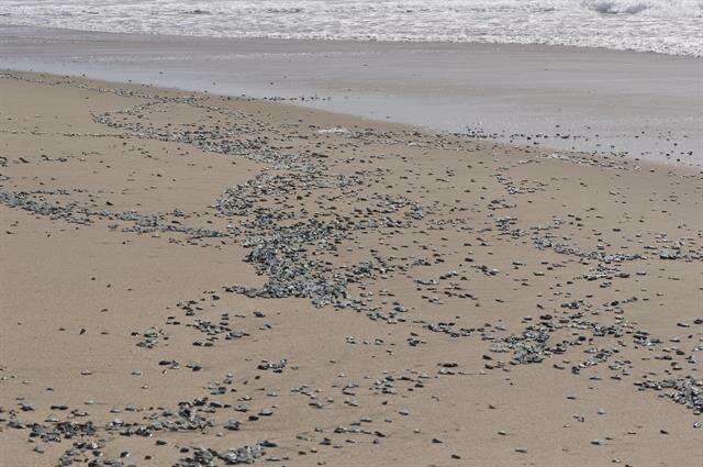 Image of Velella Lamarck 1801