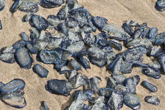 Image of Velella Lamarck 1801