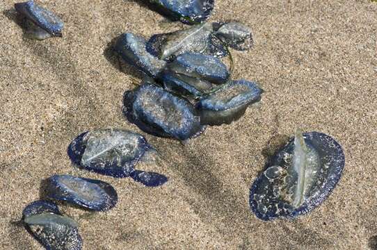 Image of Velella Lamarck 1801