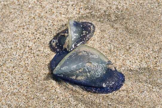 Image of Velella Lamarck 1801