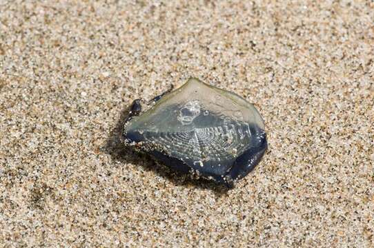 Слика од Velella Lamarck 1801