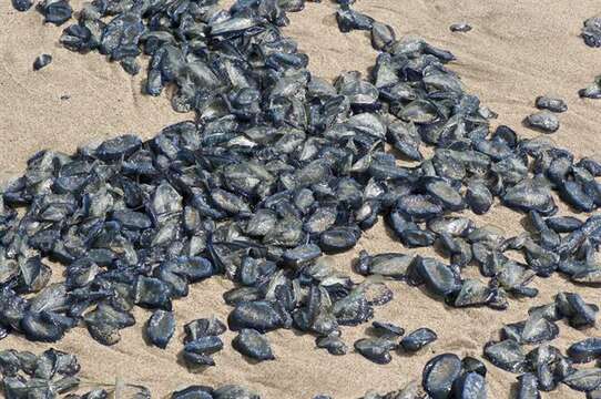 Velella Lamarck 1801 resmi