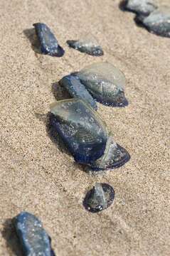 Слика од Velella Lamarck 1801