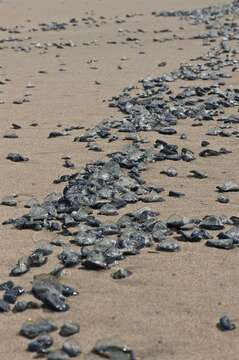 Velella Lamarck 1801 resmi