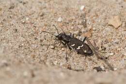 Image of Heath tiger beetle