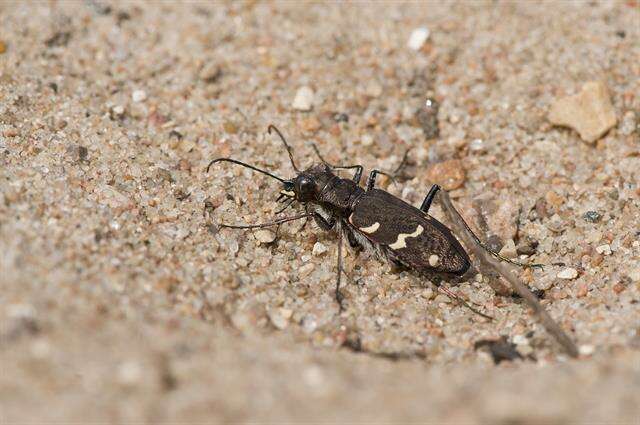 Image of Heath tiger beetle