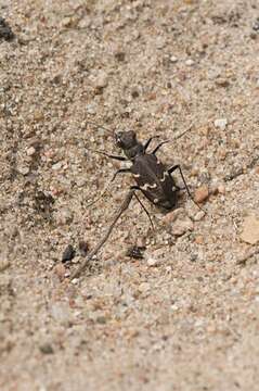 Image of Heath tiger beetle